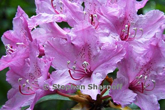 rhododendron macrophyllum 8 graphic